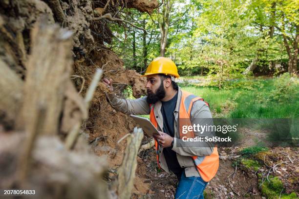 examinando el árbol desenterrado - ingeniero de montes fotografías e imágenes de stock