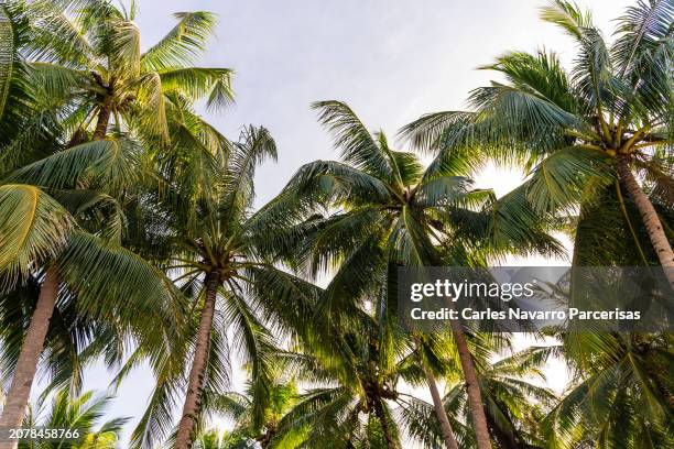palm tree silhouetted against a clear sky - palm beach gardens florida stock pictures, royalty-free photos & images