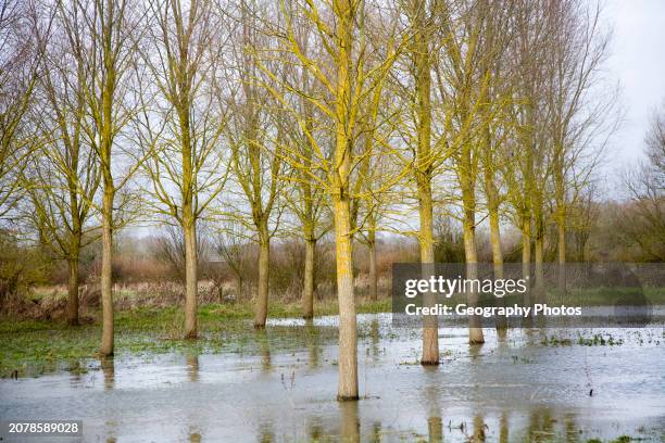Salix Alba Caerulea, cricket bat willow trees in flood water on River Deben flood plain wetland, Campsea Ashe, Suffolk, England.
