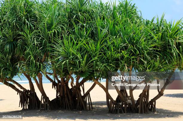 Pandanus palm trees growing on sandy beach, Nilavelli, Trincomalee, Sri Lanka, Asia.