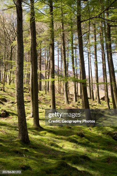 Woodland landscape tree trunks on the banks of Lake Buttermere, Cumbria, England, UK.