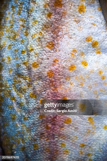 Fish Java Skin 405 Fish Skin Pattern Stock Photos, High-Res Pictures, and Images ...