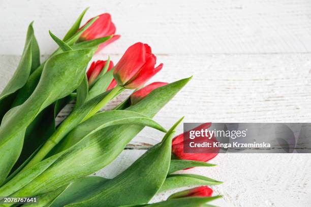 red tulips - world kindness day stock-fotos und bilder