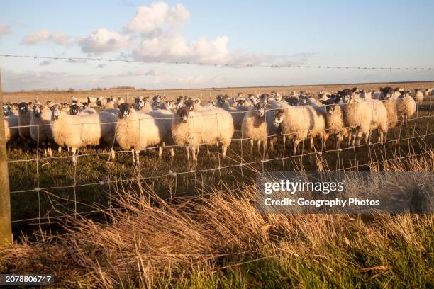 Flock of sheep grazing on drained marshland fields at Gedgrave, Suffolk, England.