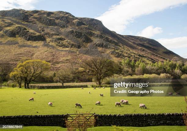 Lakeland scenery, Hallin Fell, Howtown, Ullswater, Lake District national park, Cumbria, England, UK.