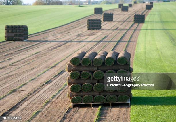 Rolls of turf grass standing on a pallet in a field, Blaxhall, Suffolk, England.
