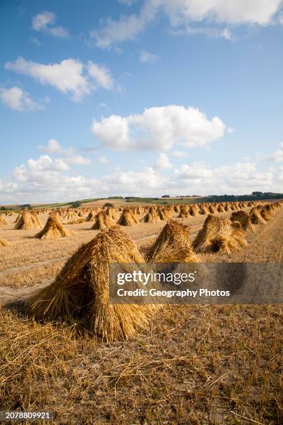 Wheat stooks harvested for thatching standing drying in a field after harvesting, Marden, Wiltshire, England.