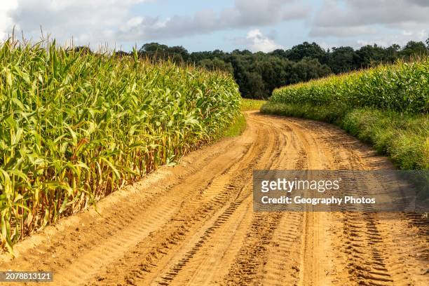 Sandy track in farmland through crop of sweetcorn maize Suffolk Sandlings, Sutton Heath, Suffolk, England, UK.