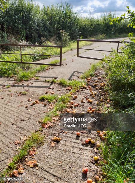 Open footpath gate and fallen crab apples outside Radley Village.