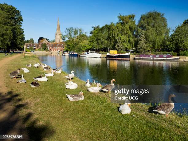 View of St Helens Wharf and St Helens Church, Abingdon, with geese, on a fine summer morning.