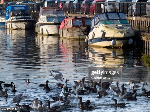 View along the Thames to Abingdon Marina, with crowded water fowl.