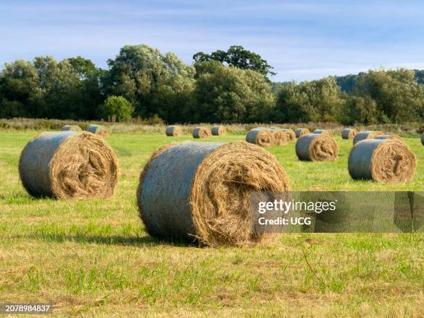 Hay rolls in a field by the Thames outside Radley, just after harvesting.