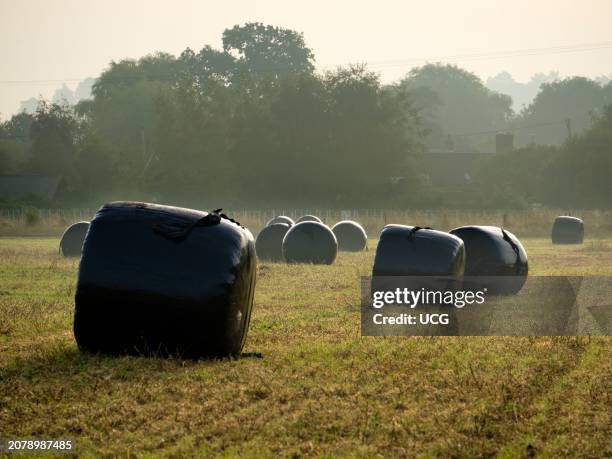 Bale silage bags in Radley Village at dawn.