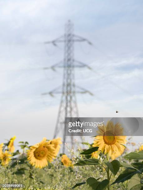 Glowing field of sunflower and pylon in Lower Radley, Oxfordshire.