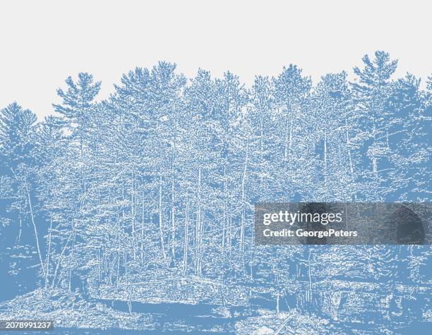pine trees and river - forest path stock illustrations