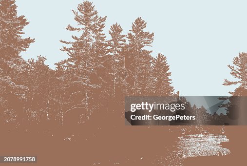 Pine Trees and river Pine Trees and river