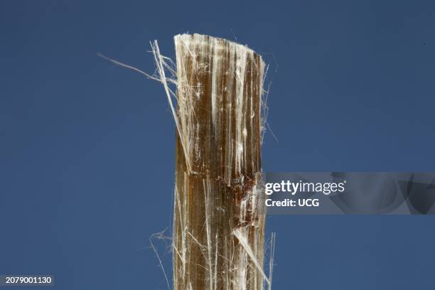 Chrysotile asbestos, a serpentine mineral. Mineral is approximately 1cm wide.