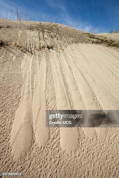 63 Lobate Stock Photos, High-Res Pictures, and Images - Getty Images