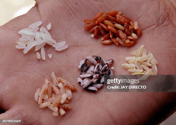 466 Philippine Rice Research Institute Stock Photos, High-Res Pictures ...