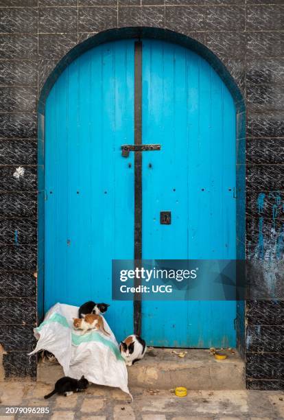 Mother cat and her kittens outside an ancient blue door in the heart of the ancient medina in Kairouan, Tunisia. Kairouan is the 4th holiest city in...