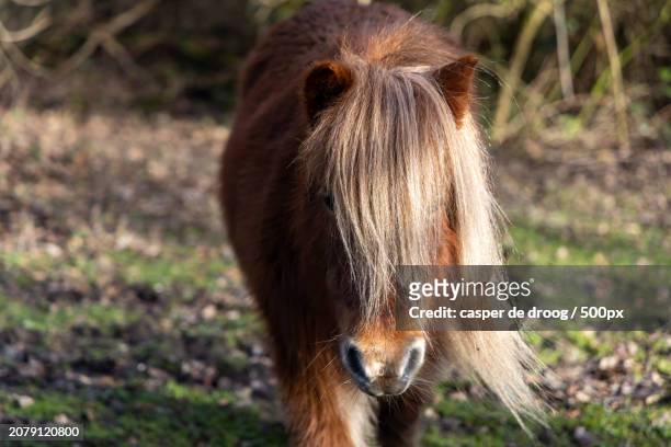 close-up of icelandic pony on field - droog 個照片及圖片檔