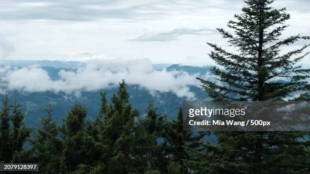 trees in forest against sky - mia woods stock pictures, royalty-free photos & images