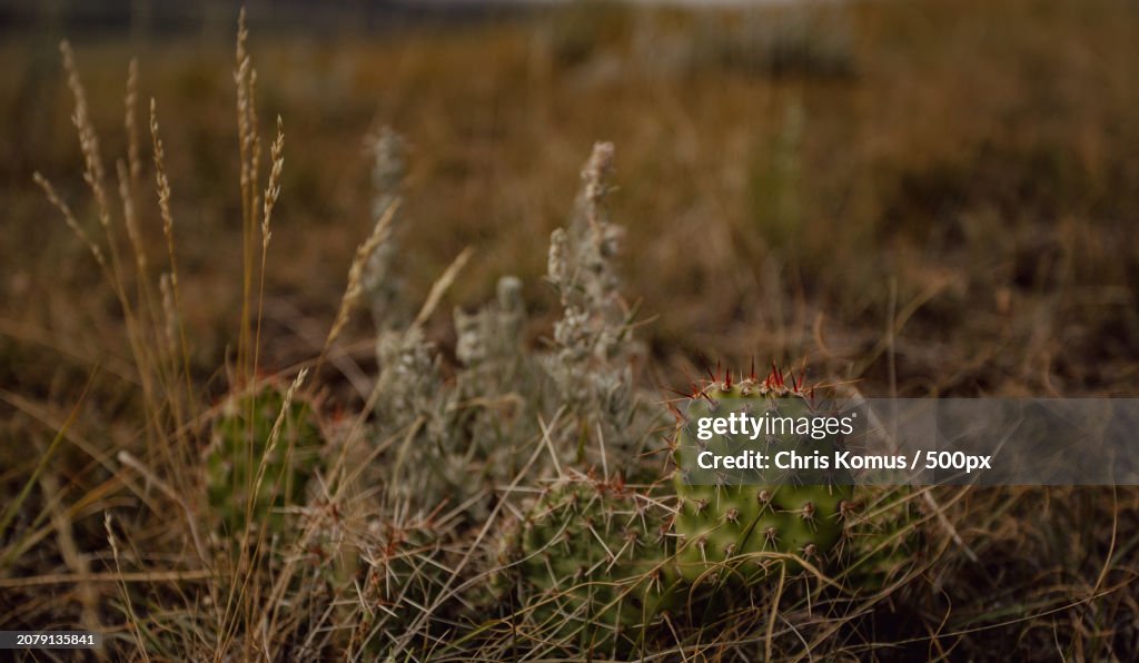 Close-up of cactus growing on field