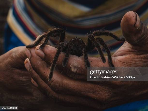 787 The Hairy Tarantula Stock Photos, High-Res Pictures, and Images ...