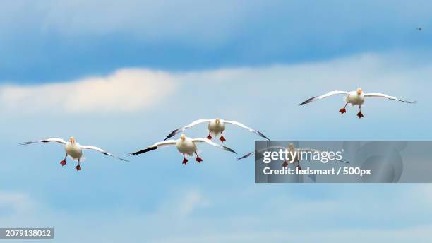 low angle view of seagulls flying against sky,richmond,british columbia,canada - richmond british columbia stock pictures, royalty-free photos & images