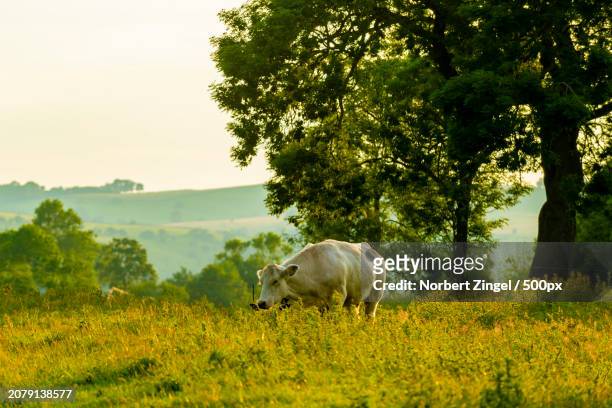 side view of cow grazing on grassy field - norbert zingel 個照片及圖片檔