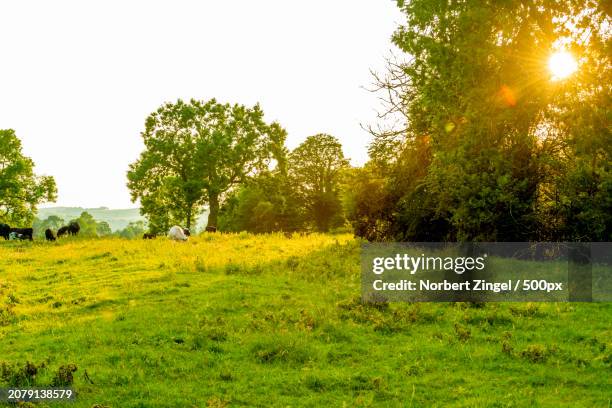 trees on field against clear sky - norbert zingel photos et images de collection