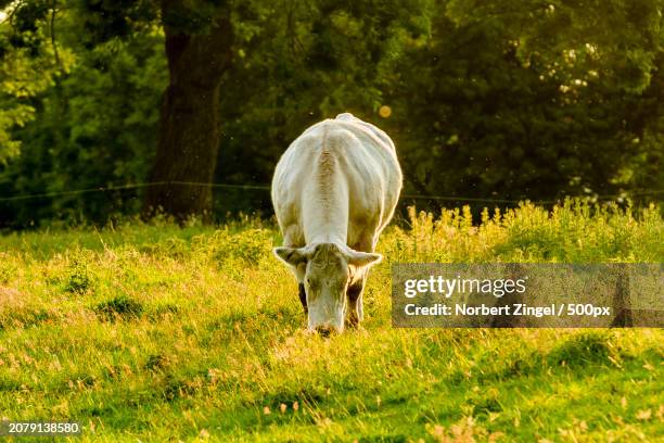 rear view of sheep grazing on grassy field - norbert zingel 個照片及圖片檔