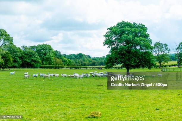 a flock of sheep - norbert zingel 個照片及圖片檔