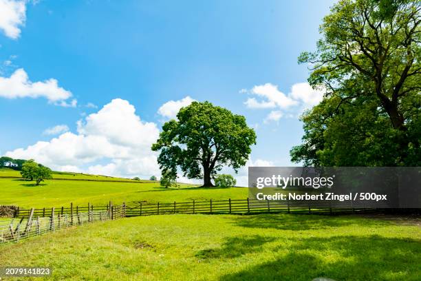 trees on field against sky - norbert zingel 個照片及圖片檔