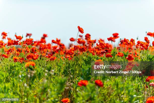 close-up of red poppy flowers on field against sky - norbert zingel 個照片及圖片檔