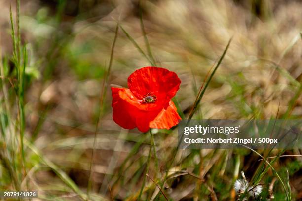 close-up of red poppy flower on field - norbert zingel photos et images de collection