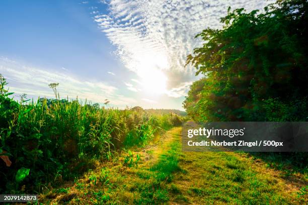 scenic view of field against sky - norbert zingel 個照片及圖片檔