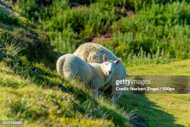 side view of sheep sitting on grassy field - norbert zingel 個照片及圖片檔