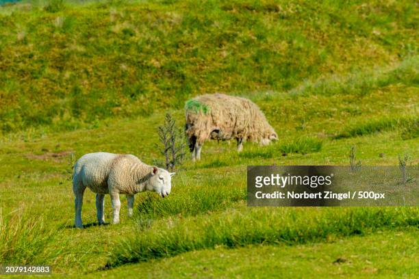 high angle view of sheep grazing on grassy field - norbert zingel photos et images de collection