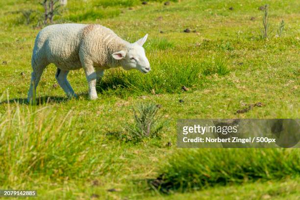 side view of sheep standing on field - norbert zingel 個照片及圖片檔