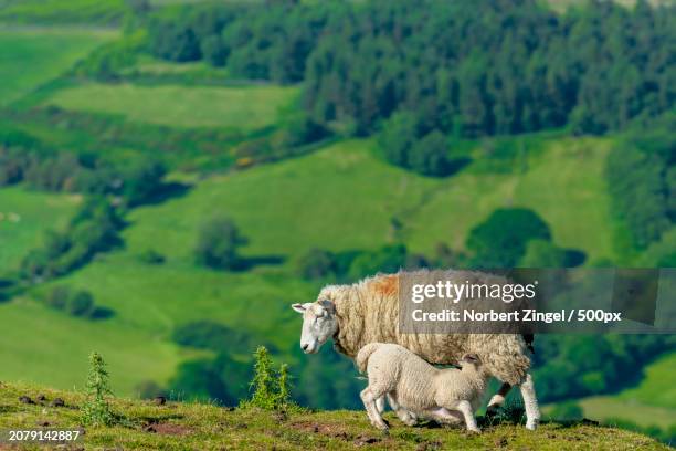 portrait of sheep standing on field - norbert zingel photos et images de collection