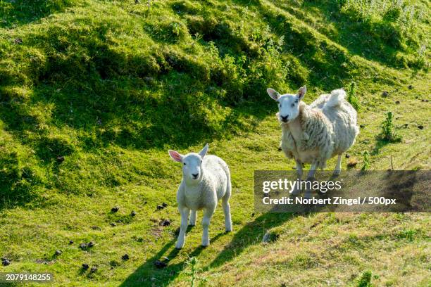 high angle view of sheep standing on field - norbert zingel photos et images de collection