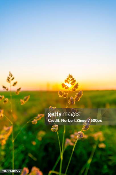close-up of flowering plant on field against clear sky during sunset - norbert zingel 個照片及圖片檔