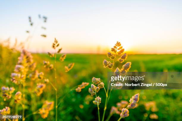 close-up of flowering plant on field against sky - norbert zingel 個照片及圖片檔