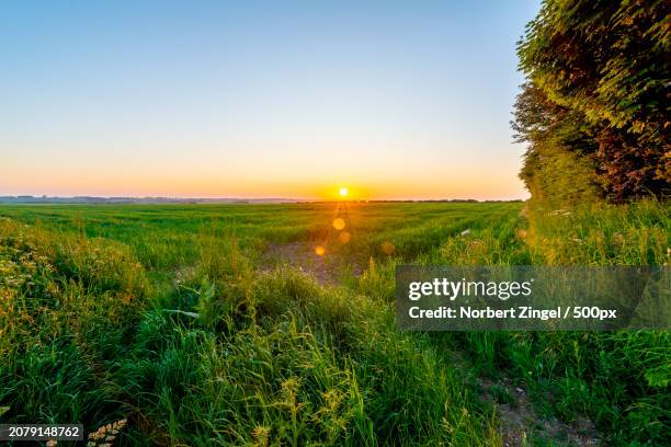 scenic view of field against clear sky during sunset - norbert zingel photos et images de collection