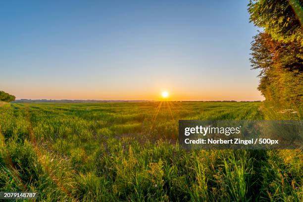 scenic view of field against clear sky during sunset - norbert zingel photos et images de collection