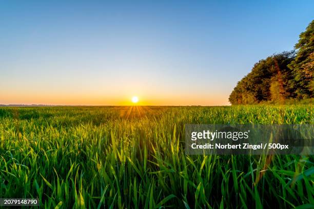 scenic view of agricultural field against clear sky during sunset - norbert zingel 個照片及圖片檔