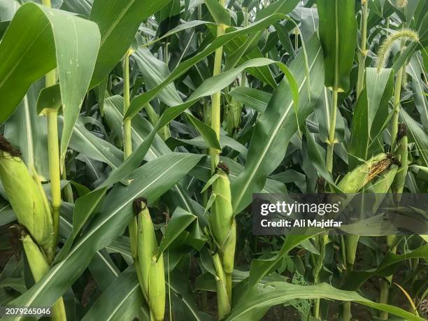 corns on plant - corn on the cob stock pictures, royalty-free photos & images