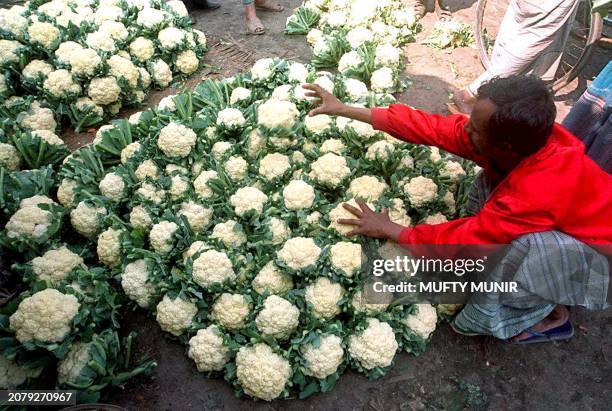 Vendor arranges cauliflower for wholesale at the central Kawran Bazar in Dhaka 17 January 2000. A good harvest of winter vegetables has been reported...