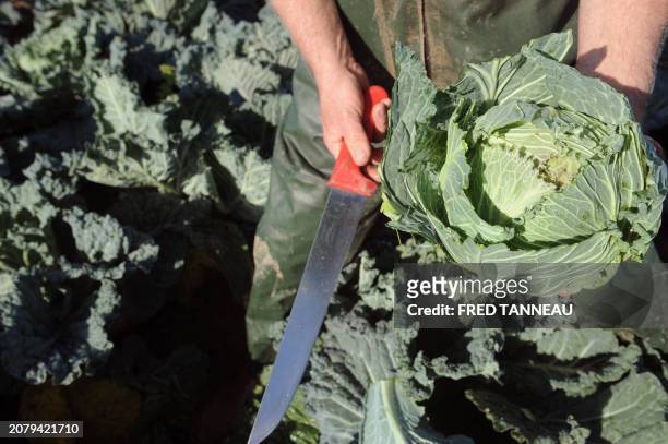 French farmer René Léa shows an organic Lorient cabbage on November 12, 2011 in Plouescat, western France. AFP PHOTO / FRED TANNEAU